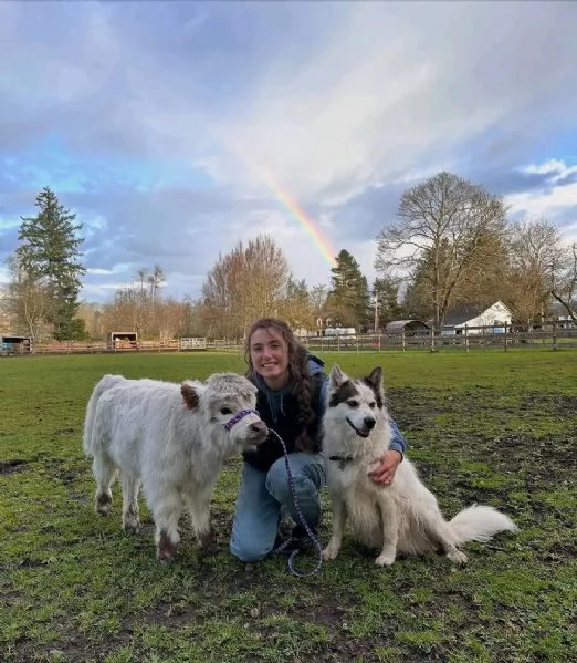 Ho delle mucche mini highland maschi e femmine in vendita Contattateci per maggiori informazioni | Foto 0