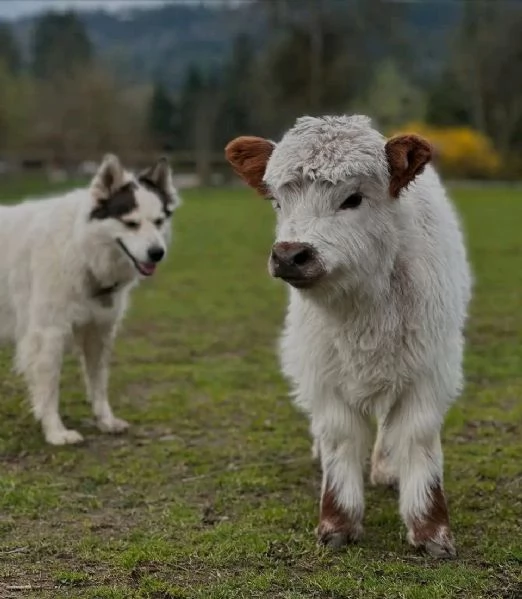Ho delle mucche mini highland maschi e femmine in vendita Contattateci per maggiori informazioni