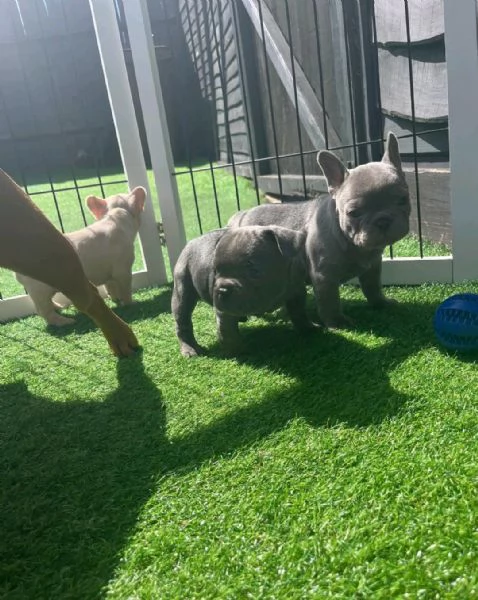 Regaliamo i nostri cuccioli di bulldog francese maschio e femmina | Foto 2