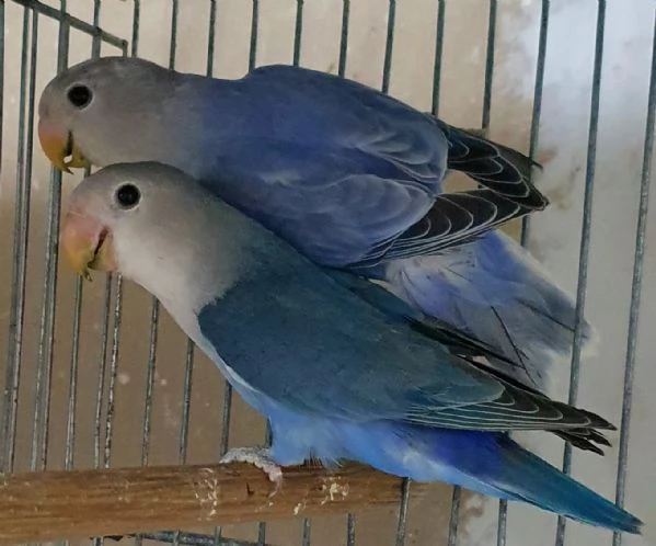 Inseparabili Roseicollis e personatus | Foto 1