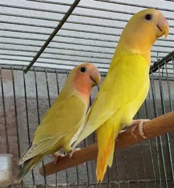 Inseparabili Roseicollis e personatus | Foto 0