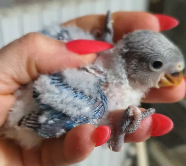 Inseparabili pulli