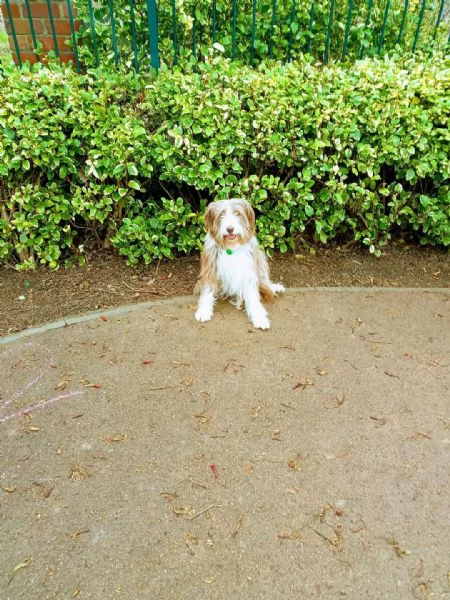 REGALO BEARDED COLLIE  | Foto 1