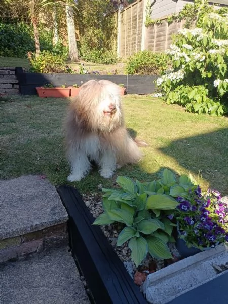 REGALO BEARDED COLLIE  | Foto 0