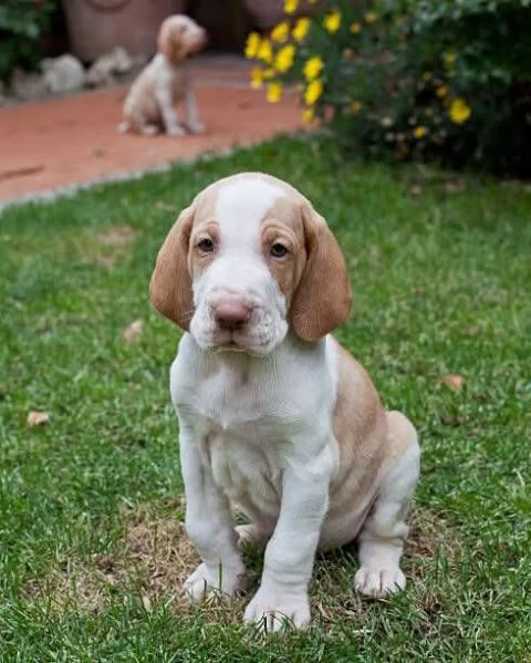 REGALO BRACCO 