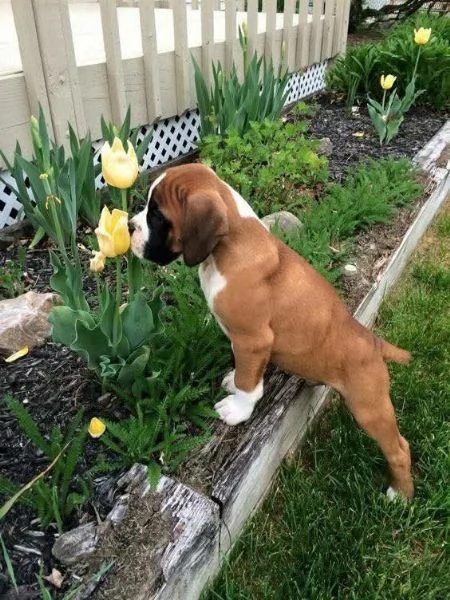 REGALO BOXER | Foto 1