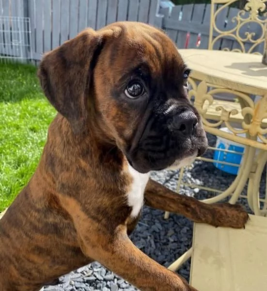 REGALO BOXER