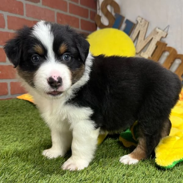 REGALO AUSTRALIAN SHEPHERD | Foto 0