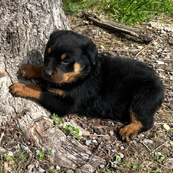 REGALO ROTTWEILERS