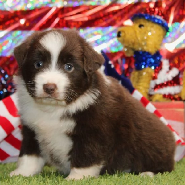 REGALO AUSTRALIAN SHEPHERD | Foto 0
