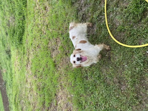 Cucciola da compagnia 