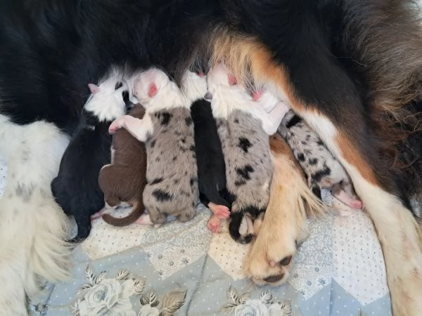 Cuccioli pastore australiano  | Foto 3