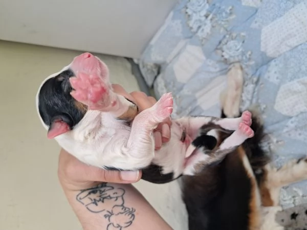 Cuccioli pastore australiano  | Foto 2