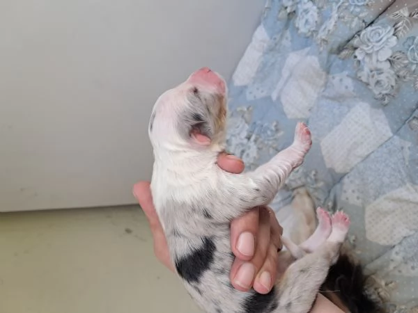 Cuccioli pastore australiano  | Foto 1