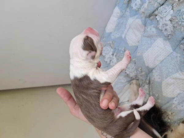 Cuccioli pastore australiano  | Foto 0