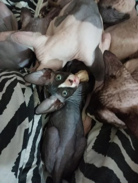 Canadian Sphynx 