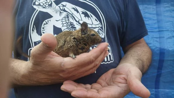 Cincill petauri degu criceti conigli | Foto 3