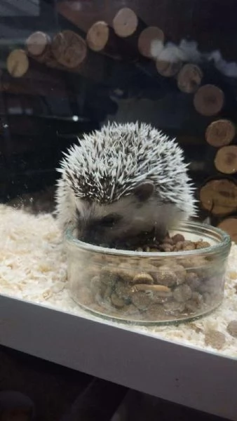 Cincill petauri degu criceti conigli | Foto 2
