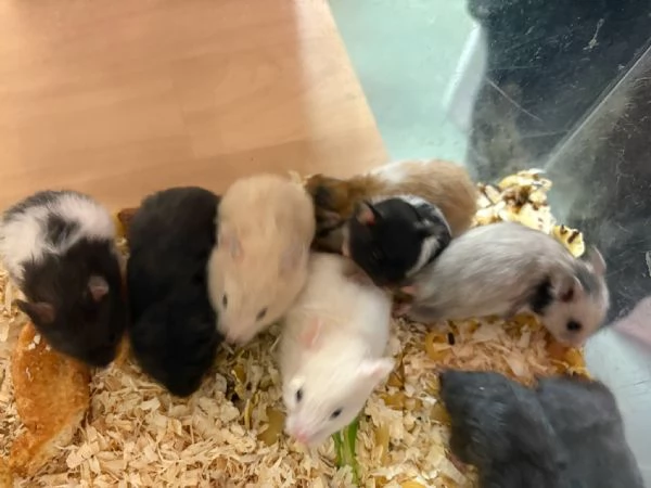 Cincill petauri degu criceti conigli | Foto 1