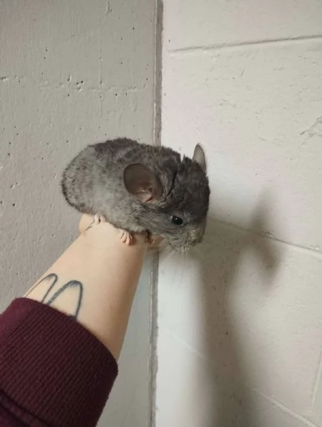Cincill petauri degu criceti conigli | Foto 0