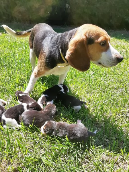 VENDITA CUCCIOLI BEAGLE 
