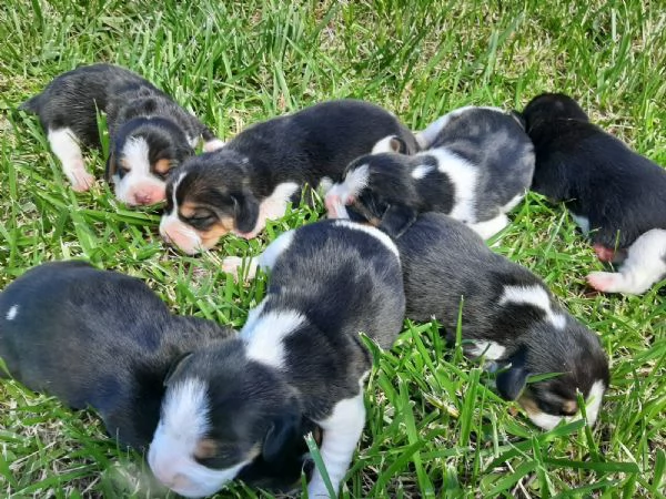 VENDITA CUCCIOLI BEAGLE  | Foto 2