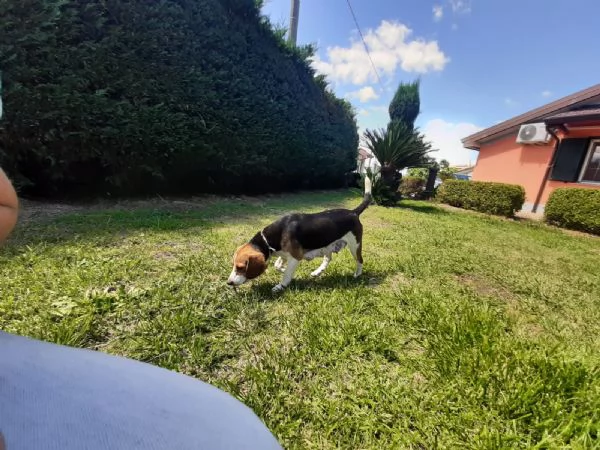 VENDITA CUCCIOLI BEAGLE  | Foto 1
