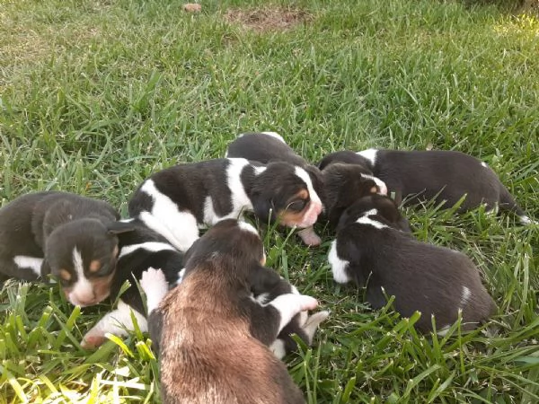 VENDITA CUCCIOLI BEAGLE  | Foto 0
