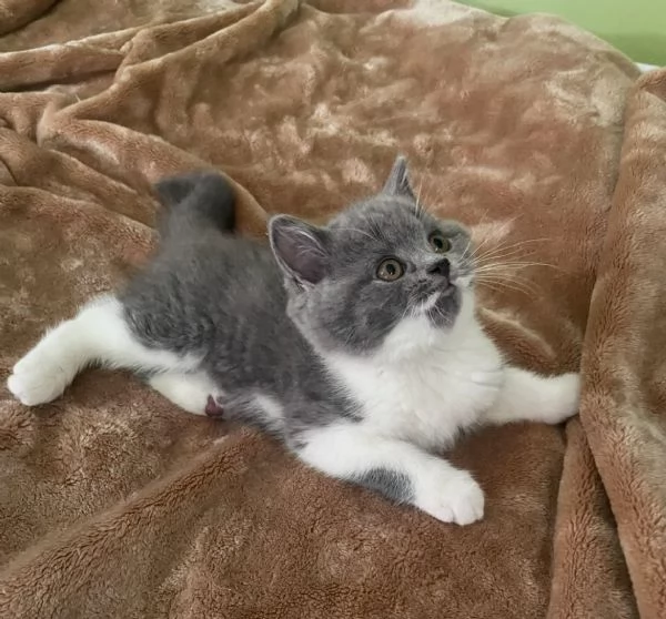 Gattini British Shorthair | Foto 0