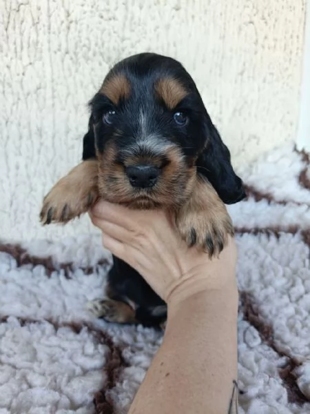 cocker cuccioli con pedigree | Foto 1