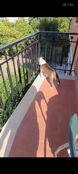 Cane 