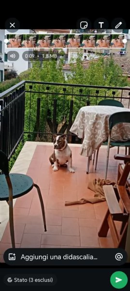 Cane  | Foto 1