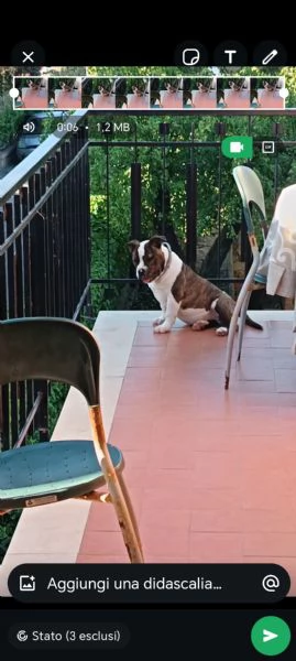 Cane  | Foto 0