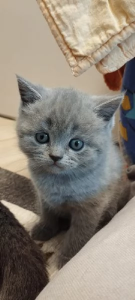Vendita cuccioli di gatto scottish 
