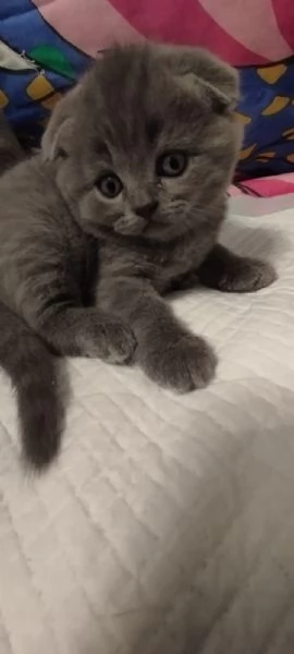 Vendita cuccioli di gatto scottish  | Foto 5