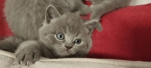 Vendita cuccioli di gatto scottish  | Foto 4