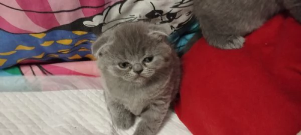 Vendita cuccioli di gatto scottish  | Foto 2
