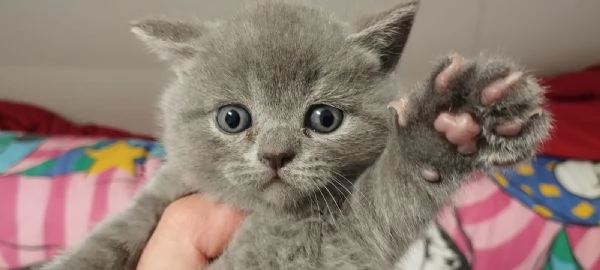 Vendita cuccioli di gatto scottish  | Foto 1