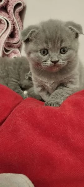 Vendita cuccioli di gatto scottish  | Foto 0