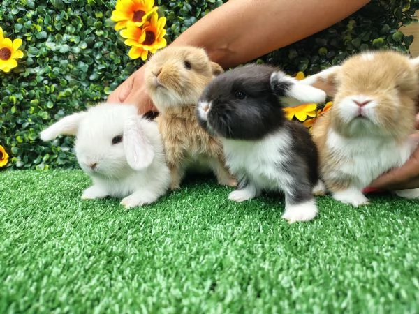 Conigli ariete nani  | Foto 4