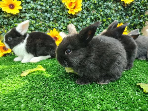 Conigli ariete nani  | Foto 3