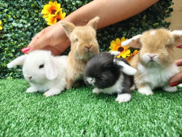 Conigli ariete nani 