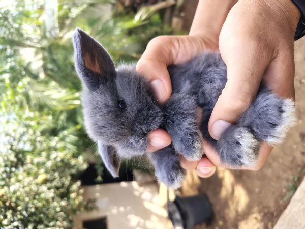 Conigli ariete nani  | Foto 2