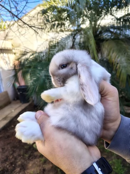 Conigli Ariete Nani  | Foto 4