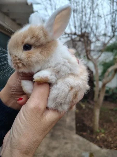 Conigli Ariete Nani  | Foto 4