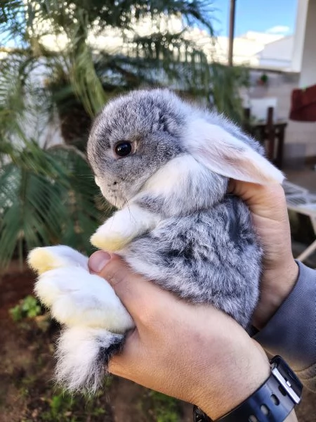 Conigli Ariete Nani  | Foto 2