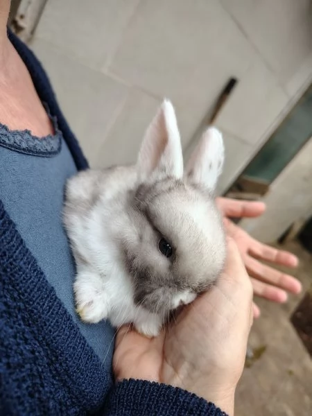 Conigli Ariete Nani  | Foto 3