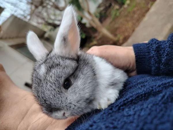 Conigli Ariete Nani  | Foto 2