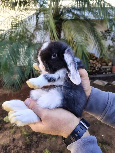 Conigli Ariete Nani  | Foto 1