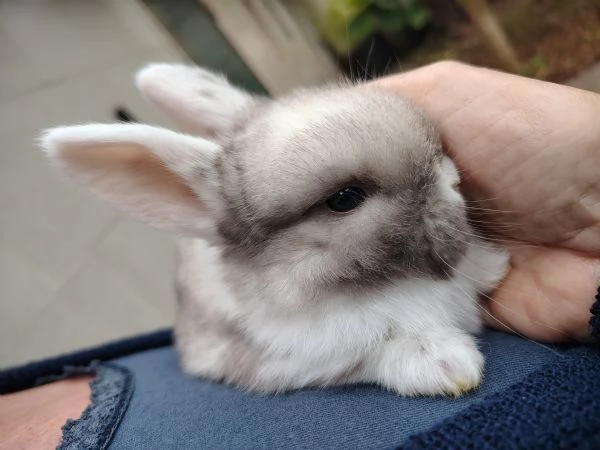 Conigli Ariete Nani  | Foto 1